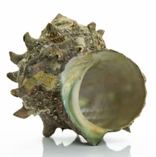 サザエの貝殻
