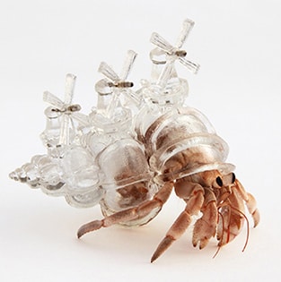 3Dプリンターで作ったヤドカリ向け貝殻