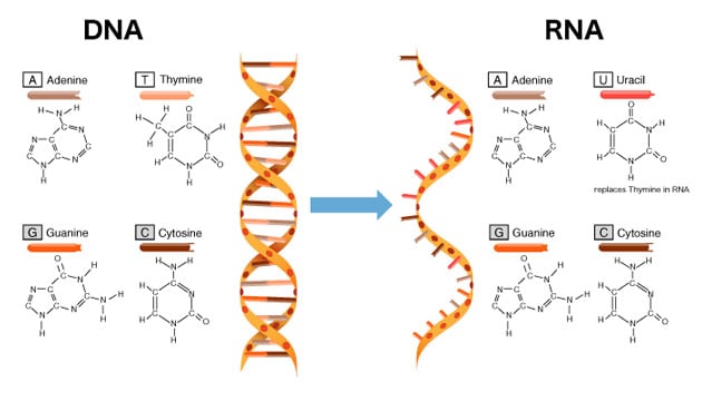 二重らせん構造のDNAと、一重だけのRNA