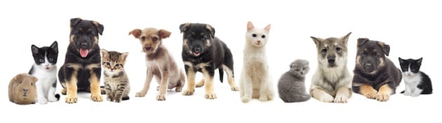 犬と猫を見分けるのは、機械にとっては大仕事の図