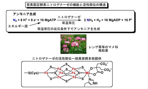 窒素固酵素ニトロゲナーゼ