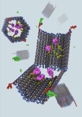 DNA折り紙によって作られた二枚貝状のナノロボットの写真