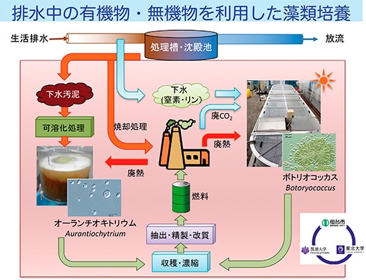 排水中の有機物・無機物を利用した微細藻類の培養