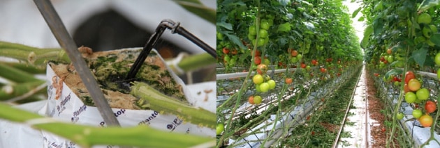 オランダのトマトを生産する施設園芸の様子