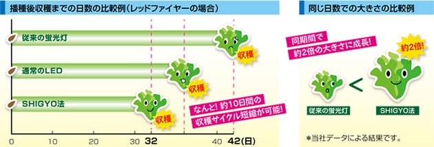 リーフレタス栽培での昭和電工のS法による効果