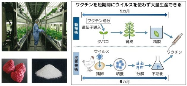 遺伝子組み換えと植物工場の組み合わせで医薬品を生産