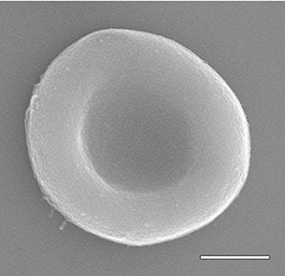 新しく開発された人工赤血球は、酸素だけでなく、薬剤などの運搬にも使える。